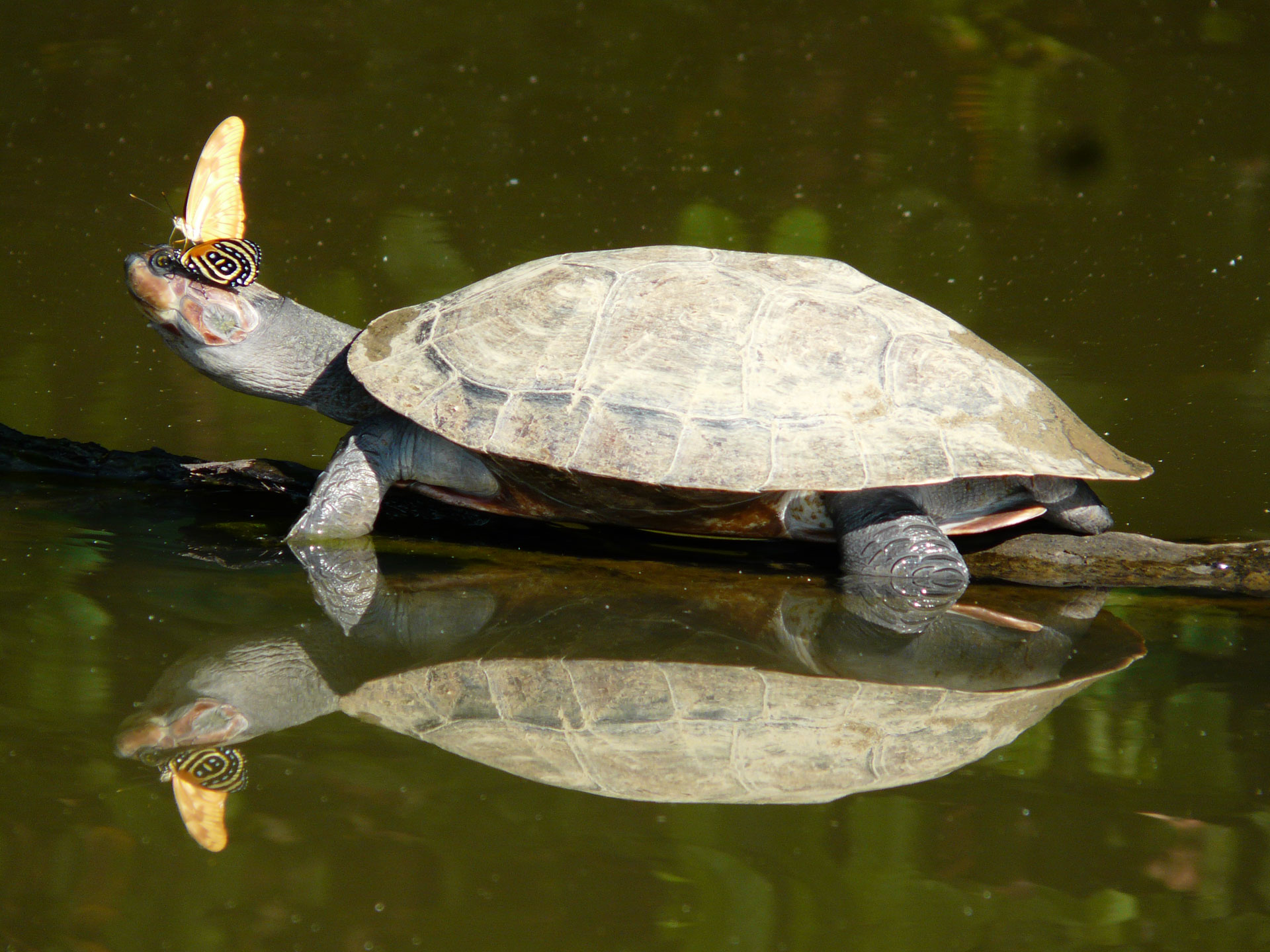 tambopata y manu reserve zone (3)